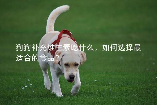 狗狗補(bǔ)充維生素吃什么，如何選擇最適合的食品？