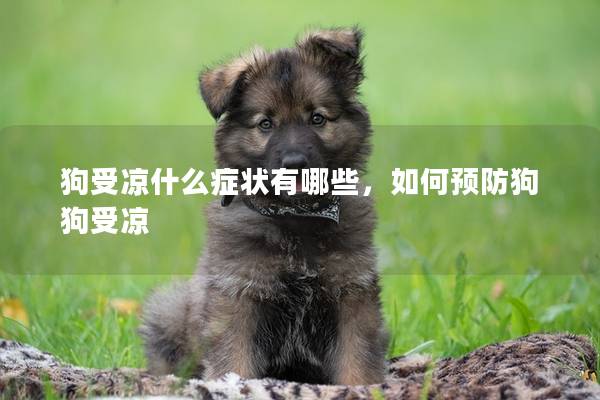 狗受涼什么癥狀有哪些，如何預(yù)防狗狗受涼