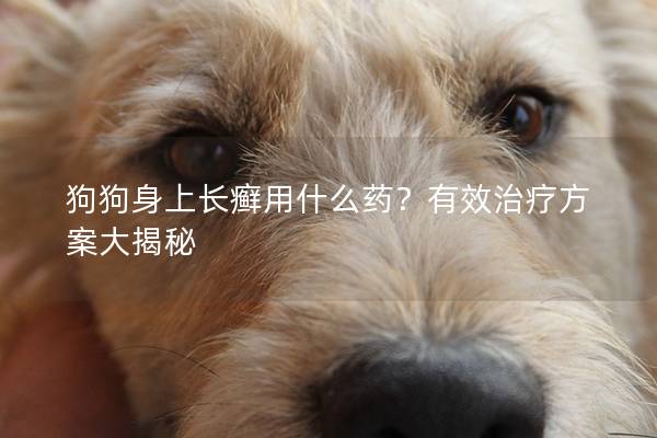 狗狗身上長癬用什么藥？有效治療方案大揭秘