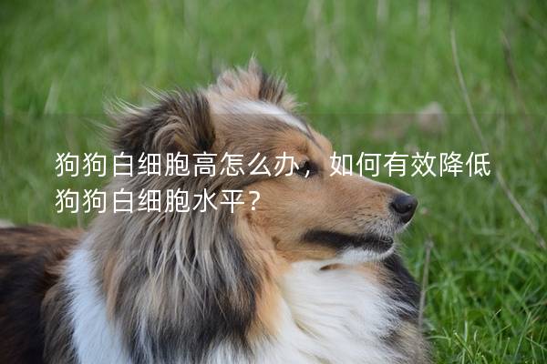 狗狗白細胞高怎么辦，如何有效降低狗狗白細胞水平？