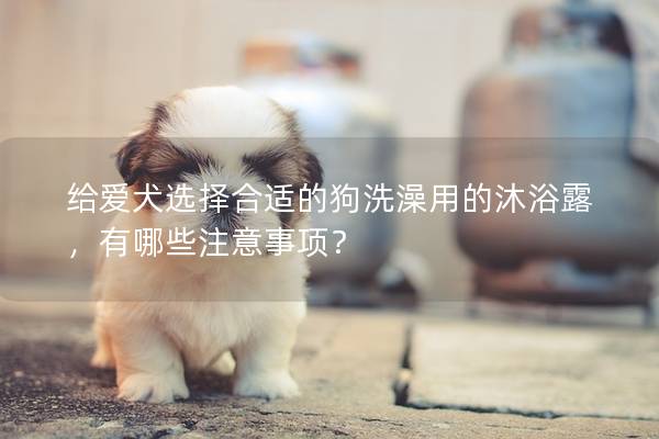 給愛犬選擇合適的狗洗澡用的沐浴露，有哪些注意事項？