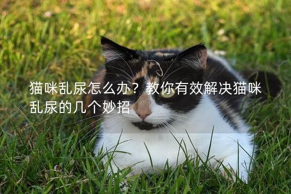 貓咪亂尿怎么辦？教你有效解決貓咪亂尿的幾個妙招
