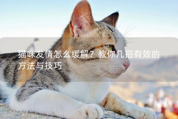 貓咪發情怎么緩解？教你幾招有效的方法與技巧