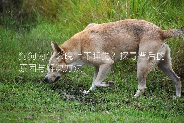 狗狗為什么晚上不睡覺？探尋背后的原因與解決方法