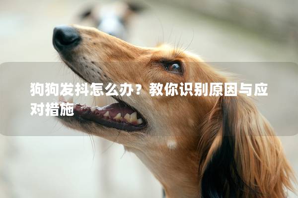 狗狗發抖怎么辦?教你識別原因與應對措施 狗狗發抖怎么辦?教你識別原因與應對措施