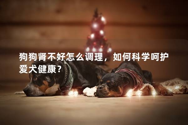 狗狗腎不好怎么調理，如何科學呵護愛犬健康？