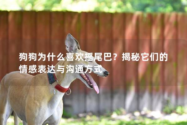 狗狗為什么喜歡搖尾巴？揭秘它們的情感表達與溝通方式