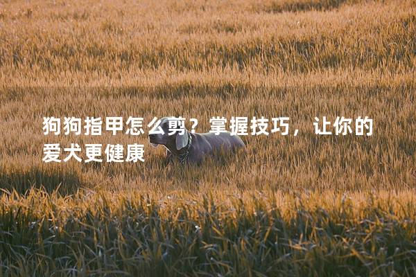 狗狗指甲怎么剪？掌握技巧，讓你的愛犬更健康
