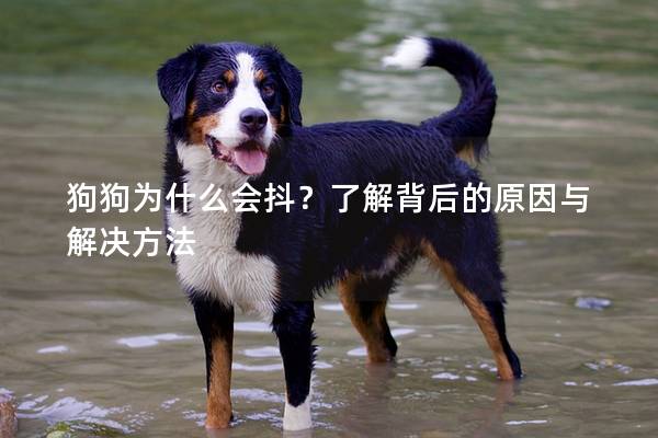 狗狗為什么會抖?了解背后的原因與解決方法 狗狗為什么會抖?了解背后的原因與解決方法