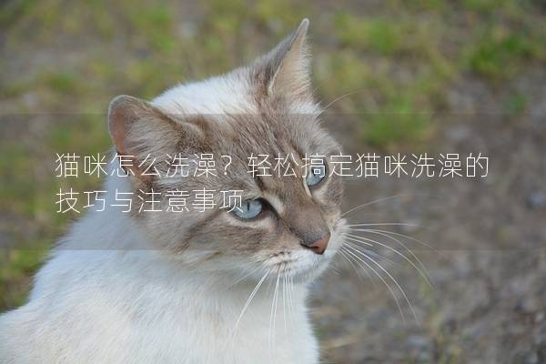 貓咪怎么洗澡？輕松搞定貓咪洗澡的技巧與注意事項