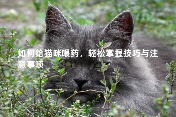 如何給貓咪喂藥，輕松掌握技巧與注意事項