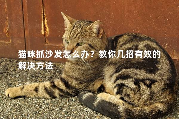 貓咪抓沙發(fā)怎么辦？教你幾招有效的解決方法