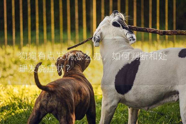 狗狗有點(diǎn)發(fā)燒怎么辦，如何判斷和處理發(fā)燒癥狀？