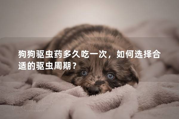 狗狗驅蟲藥多久吃一次，如何選擇合適的驅蟲周期？
