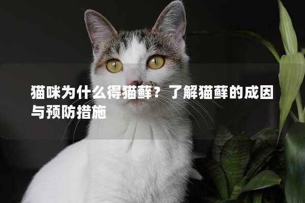 貓咪為什么得貓?zhí)\？了解貓?zhí)\的成因與預防措施