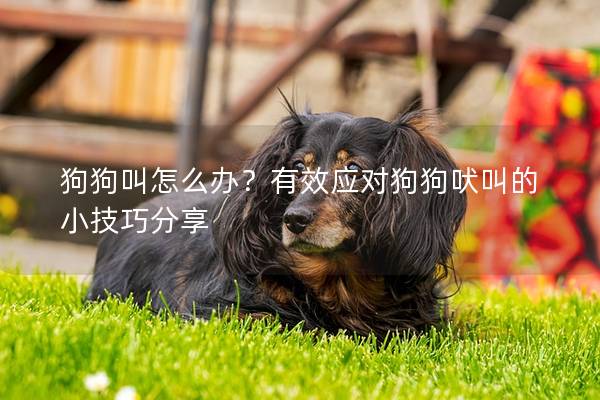 狗狗叫怎么辦？有效應對狗狗吠叫的小技巧分享