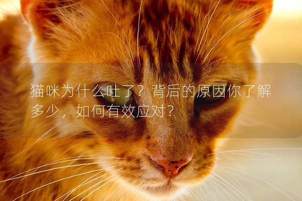 貓咪為什么吐了？背后的原因你了解多少，如何有效應對？