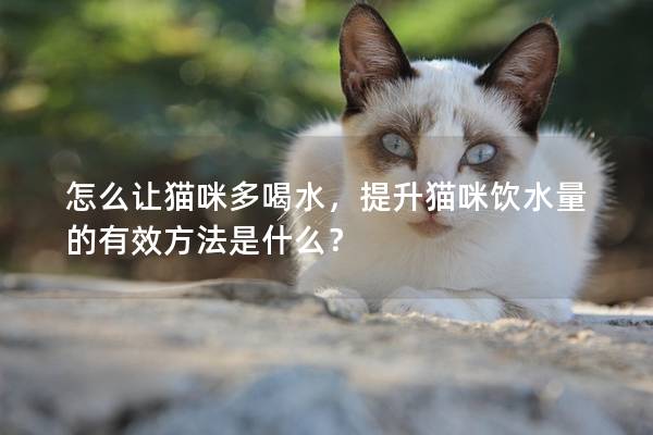 怎么讓貓咪多喝水，提升貓咪飲水量的有效方法是什么？