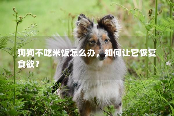 狗狗不吃米飯怎么辦，如何讓它恢復食欲？