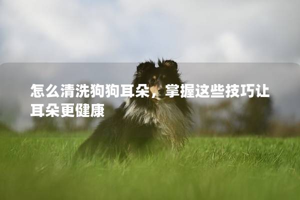 怎么清洗狗狗耳朵，掌握這些技巧讓耳朵更健康