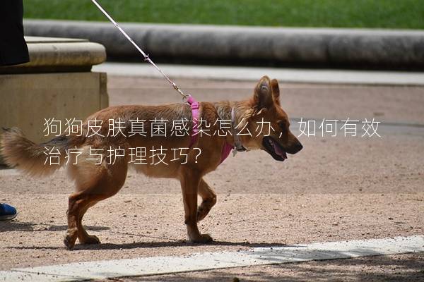 狗狗皮膚真菌感染怎么辦，如何有效治療與護理技巧？