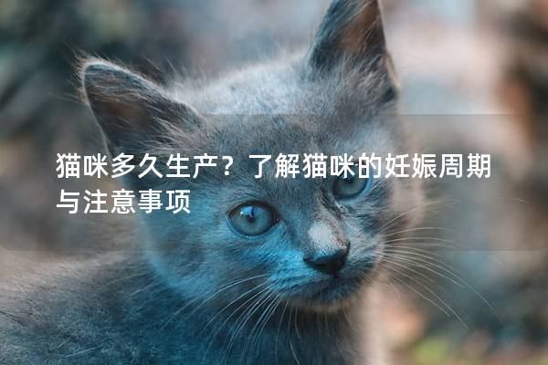 貓咪多久生產？了解貓咪的妊娠周期與注意事項