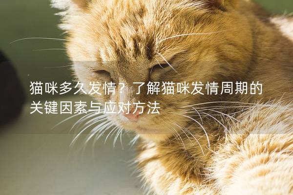 貓咪多久發(fā)情？了解貓咪發(fā)情周期的關(guān)鍵因素與應(yīng)對(duì)方法
