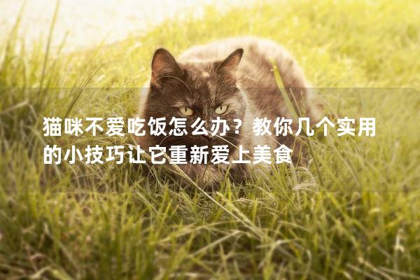 貓咪不愛吃飯怎么辦？教你幾個實用的小技巧讓它重新愛上美食