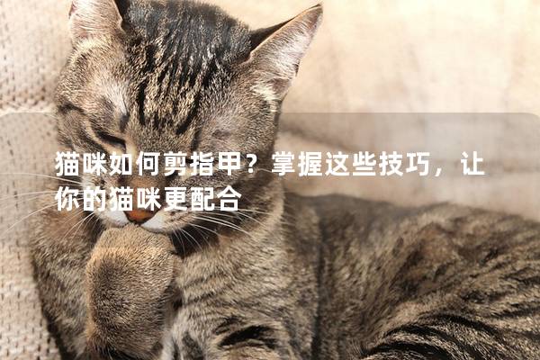 貓咪如何剪指甲？掌握這些技巧，讓你的貓咪更配合