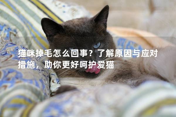 貓咪掉毛怎么回事？了解原因與應對措施，助你更好呵護愛貓