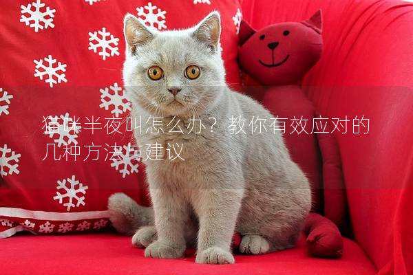 貓咪半夜叫怎么辦？教你有效應對的幾種方法與建議