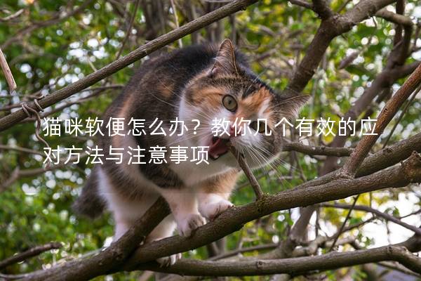 貓咪軟便怎么辦？教你幾個有效的應對方法與注意事項