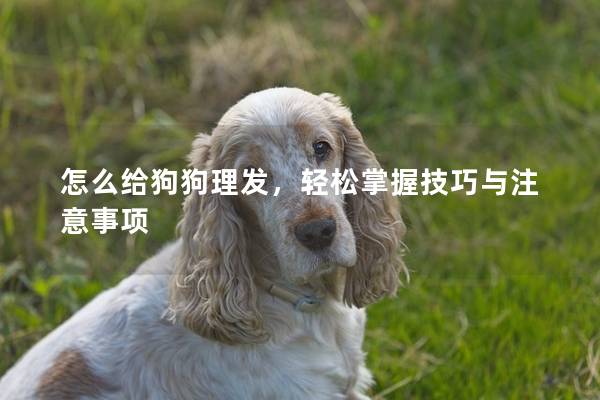 怎么給狗狗理發(fā)，輕松掌握技巧與注意事項(xiàng)