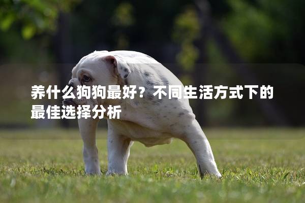 養(yǎng)什么狗狗最好？不同生活方式下的最佳選擇分析