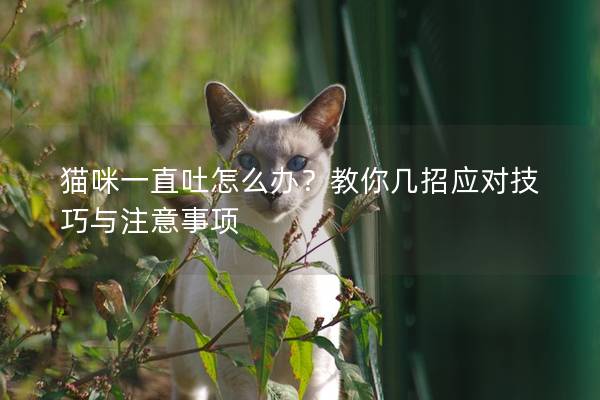 貓咪一直吐怎么辦？教你幾招應對技巧與注意事項