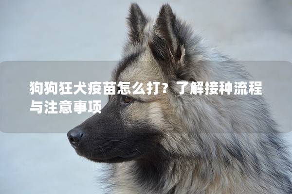 狗狗狂犬疫苗怎么打？了解接種流程與注意事項(xiàng)