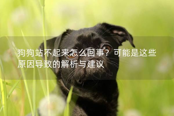 狗狗站不起來怎么回事？可能是這些原因?qū)е碌慕馕雠c建議