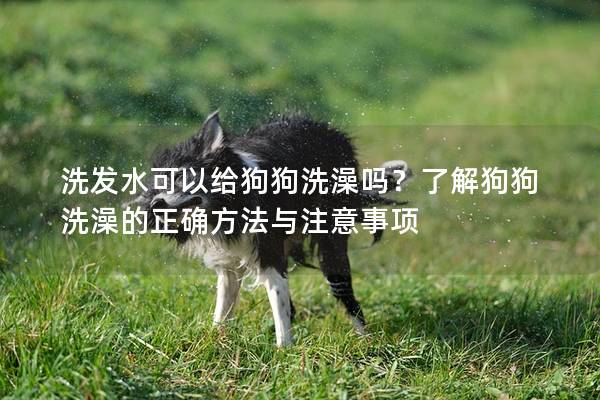 洗發水可以給狗狗洗澡嗎？了解狗狗洗澡的正確方法與注意事項