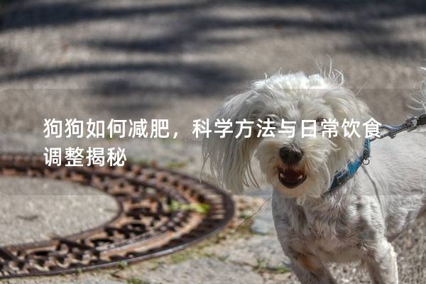 狗狗如何減肥，科學(xué)方法與日常飲食調(diào)整揭秘