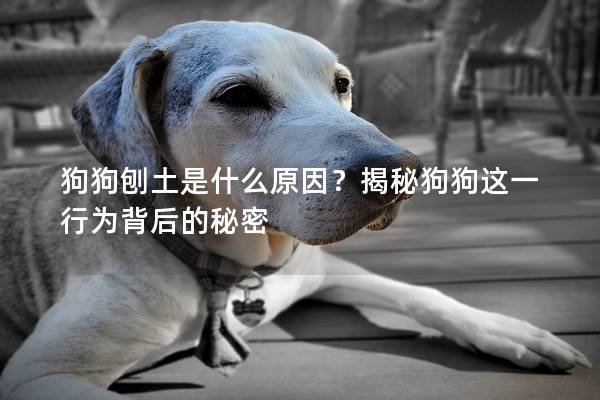 狗狗刨土是什么原因？揭秘狗狗這一行為背后的秘密