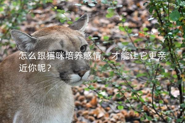 怎么跟貓咪培養(yǎng)感情，才能讓它更親近你呢？