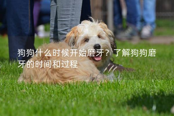 狗狗什么時候開始磨牙？了解狗狗磨牙的時間和過程