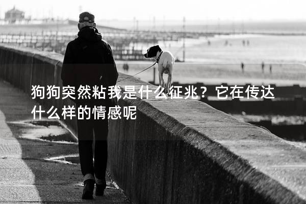 狗狗突然粘我是什么征兆？它在傳達什么樣的情感呢