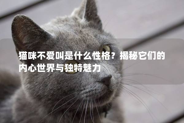 貓咪不愛叫是什么性格？揭秘它們的內(nèi)心世界與獨(dú)特魅力