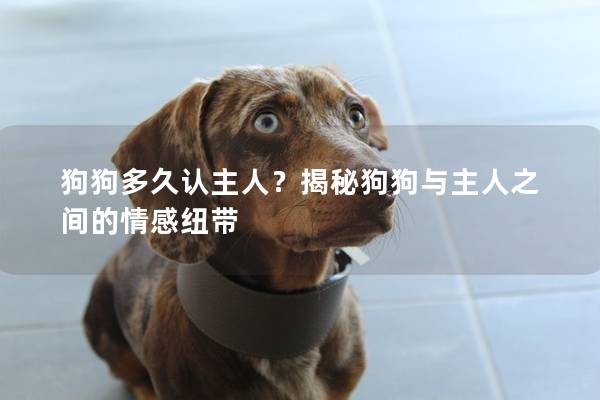 狗狗多久認主人？揭秘狗狗與主人之間的情感紐帶
