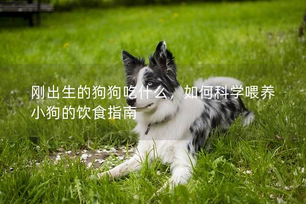 剛出生的狗狗吃什么，如何科學(xué)喂養(yǎng)小狗的飲食指南