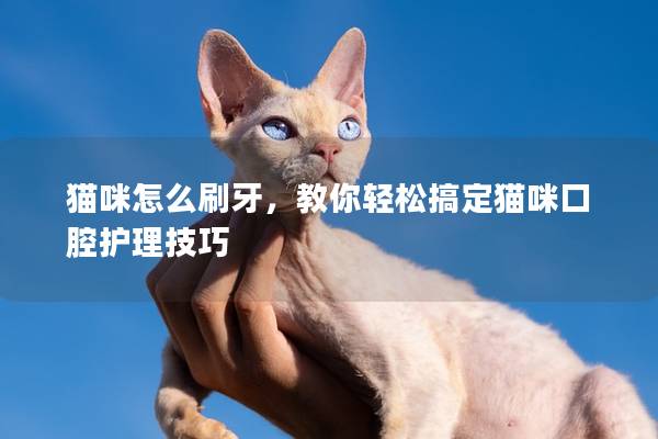 貓咪怎么刷牙，教你輕松搞定貓咪口腔護理技巧