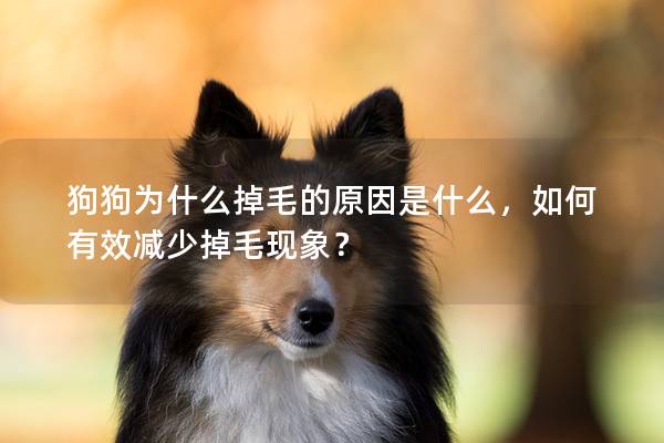 狗狗為什么掉毛的原因是什么，如何有效減少掉毛現象？