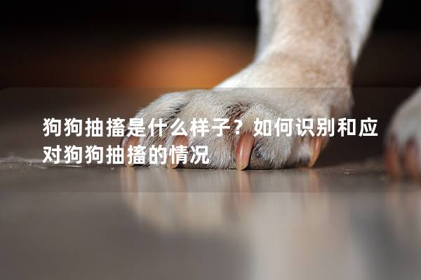 狗狗抽搐是什么樣子？如何識別和應對狗狗抽搐的情況