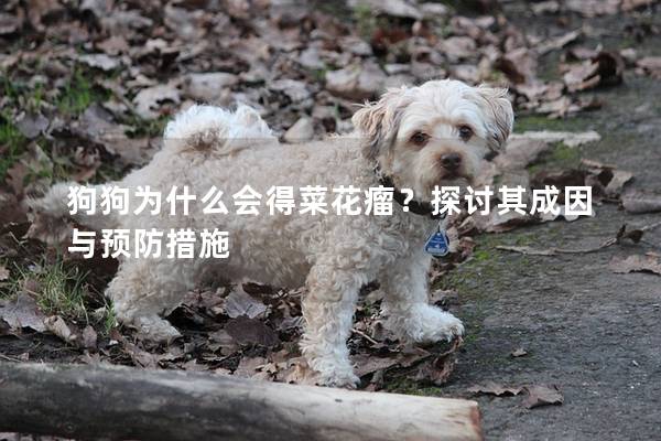 狗狗為什么會得菜花瘤？探討其成因與預(yù)防措施